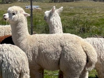 White Alpaca Herd Guards -  young, robust, bold and well bred.  Bond now for Autumn lambs!