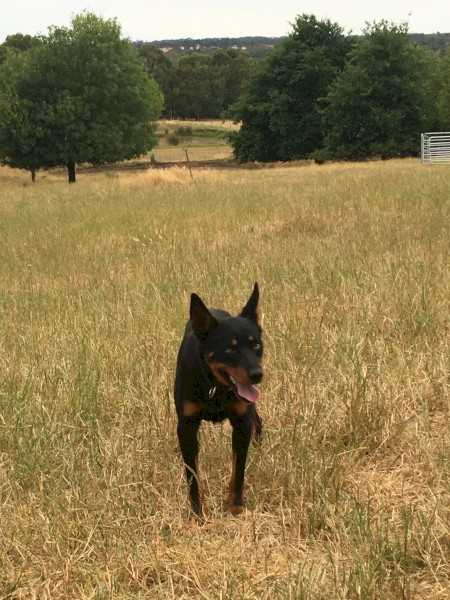 12 month old male Black and Tan kelpie
