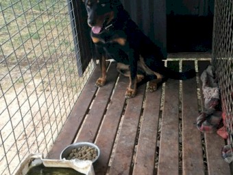 12 month old male Black and Tan kelpie