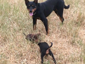 12 month old male Black and Tan kelpie