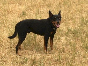 12 month old male Black and Tan kelpie