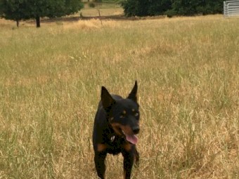 12 month old male Black and Tan kelpie