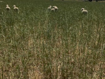 Cheap! 220 acres of sheep agistment