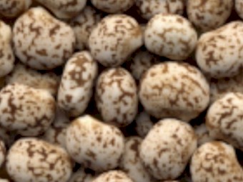 Certified organic Lupins