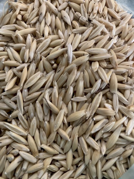 Certified Organic Oats