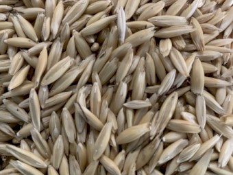 Certified Organic Oats