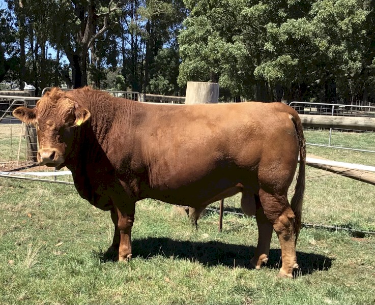 Torr Down South Devon Pedigree Polled Bull 3 Years Old