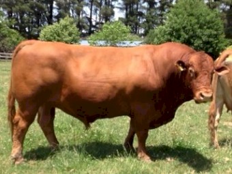 Torr Down South Devon Pedigree Polled Bull 3 Years Old