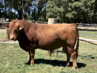 Torr Down South Devon Pedigree Polled Bull 3 Years Old