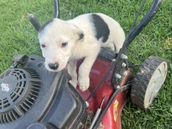7 border collie x wolfhound pups for sale