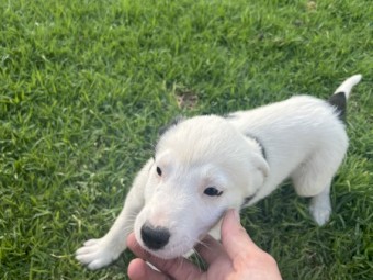 7 border collie x wolfhound pups for sale