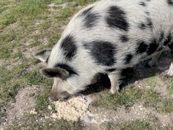 Female Pig