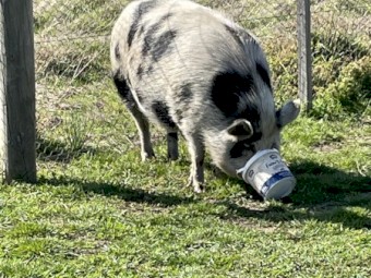Female Pig