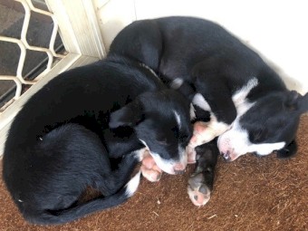 Border Collie Pups (12 weeks old)