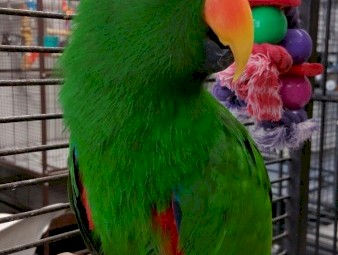 Wide species of birds and parrots available for sale.