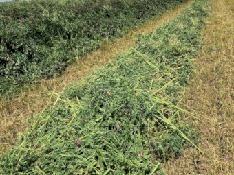 5x4 Vetch, oaten rolls