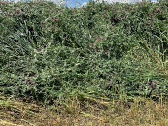 5x4 Vetch, oaten rolls