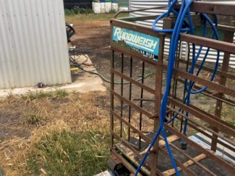 Prattley 2 way sheep scales and draft 