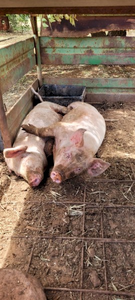 2x 4 month old female pigs 