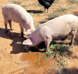 2x 4 month old female pigs 