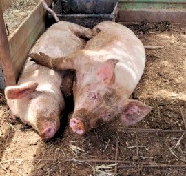 2x 4 month old female pigs 