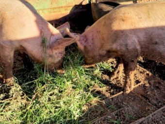 2x 4 month old female pigs 