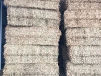 Clover Squares - current season