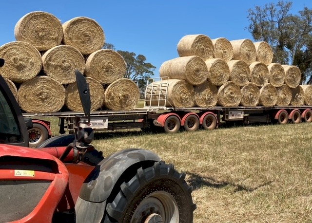 Rye & Clover Hay Rolls
