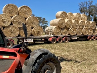 Rye & Clover Hay Rolls