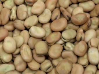 Bendoc Faba Bean Seed 