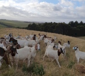 60 goats