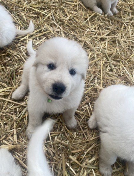 Maremma pups 
