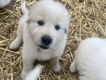Maremma pups 