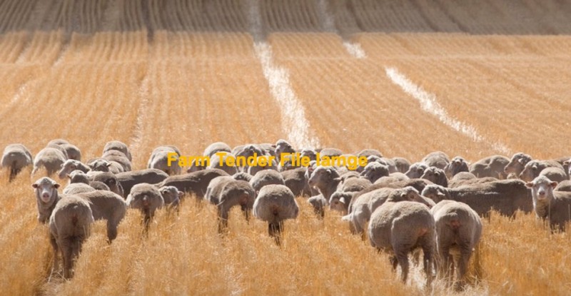 Wanted - Legume Stubble for 390 Plain Bodied Merino Wether Lambs