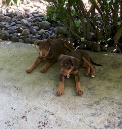 kelpie pups
