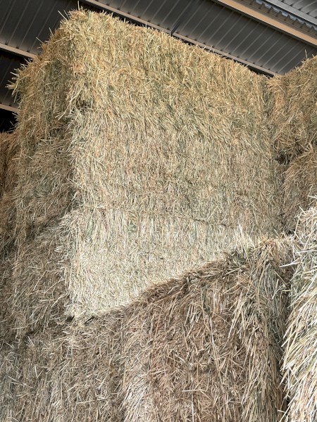 Grade 1 oaten hay