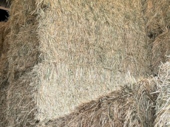 Grade 1 oaten hay