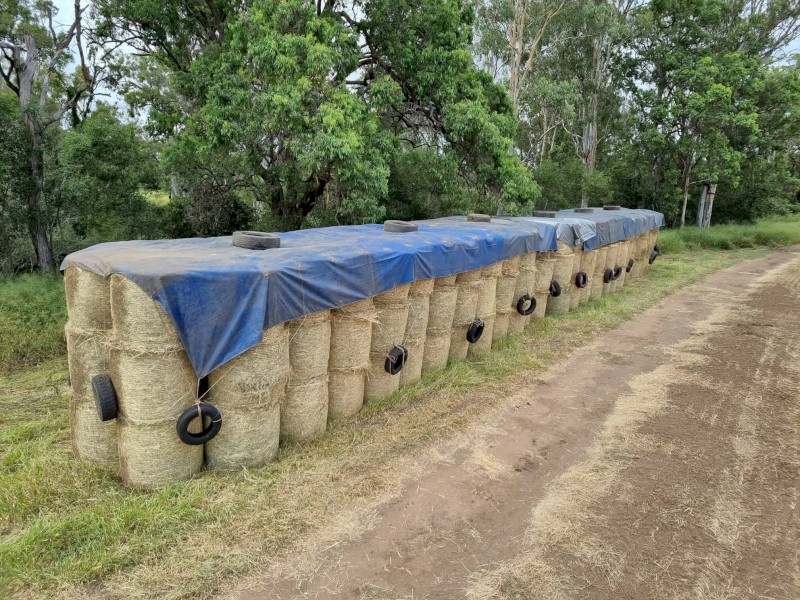 Forage Sorghum Hay -  Fine stem SSS