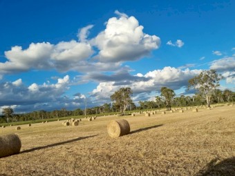 Forage Sorghum Hay -  Fine stem SSS