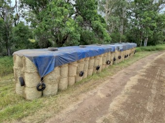 Forage Sorghum Hay -  Fine stem SSS