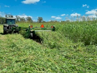 Forage Sorghum Hay -  Fine stem SSS