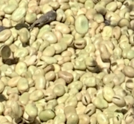 2021 Doza Faba Beans 
