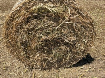 Clover Hay - Small Squares and Rounds