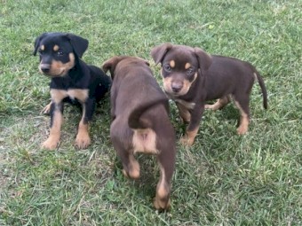 Kelpie working dogs