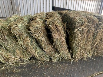 25/75 Lucerne and Pasture Small Squares