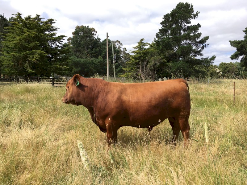 Red Angus bull