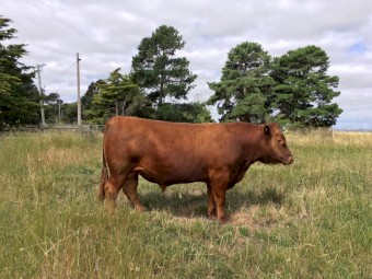 Red Angus bull