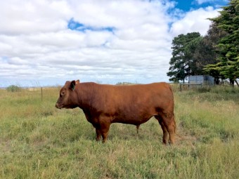Red Angus bull