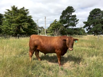 Red Angus bull
