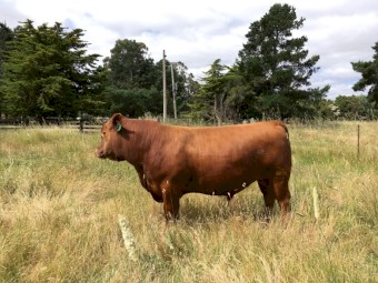 Red Angus bull